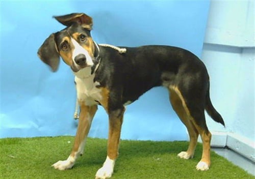 NAMI - Beagle / Pointer available for adoption