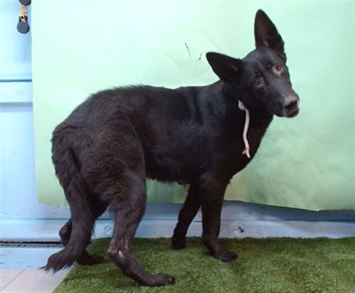 ZARA - German Shepherd Dog available for adoption