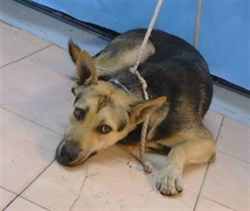 A5790506 - German Shepherd Dog available for adoption