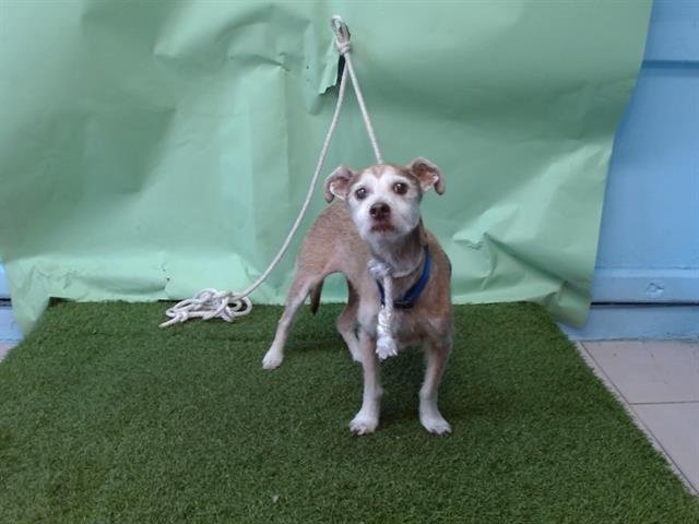 SPANKY - Terrier available for adoption