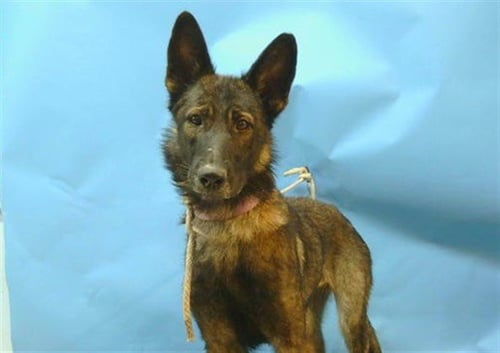 A5798935 - Belgian Shepherd Malinois / German Shepherd Dog available for adoption