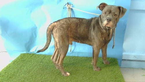 HUMPERDINK - Pit Bull Terrier available for adoption