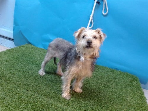 BELLA - Yorkshire Terrier Yorkie available for adoption