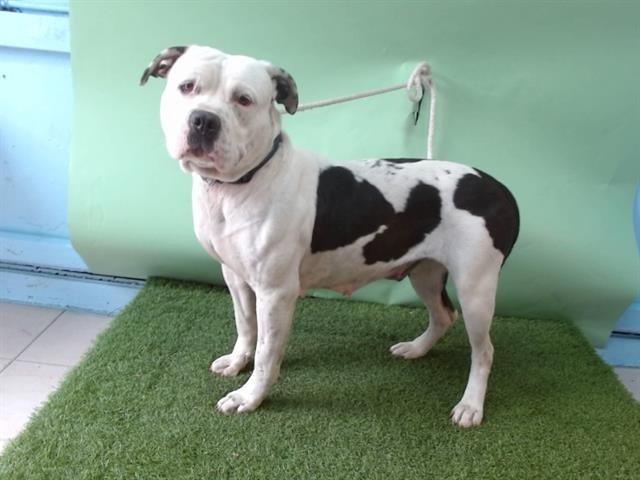 BELLA - Pit Bull Terrier available for adoption