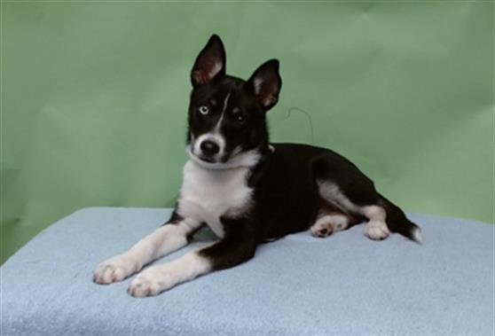 HONEY - Siberian Husky available for adoption