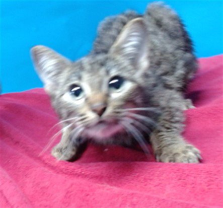 TIGER - Domestic Short Hair available for adoption