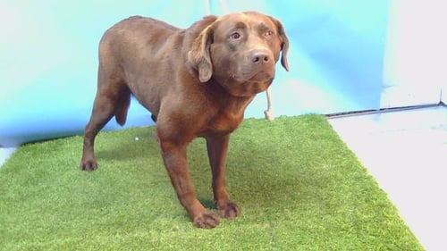 HARLEY - Labrador Retriever available for adoption