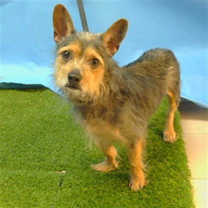KASH - Chihuahua available for adoption