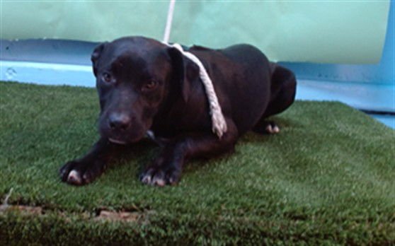 POPPY - Labrador Retriever available for adoption