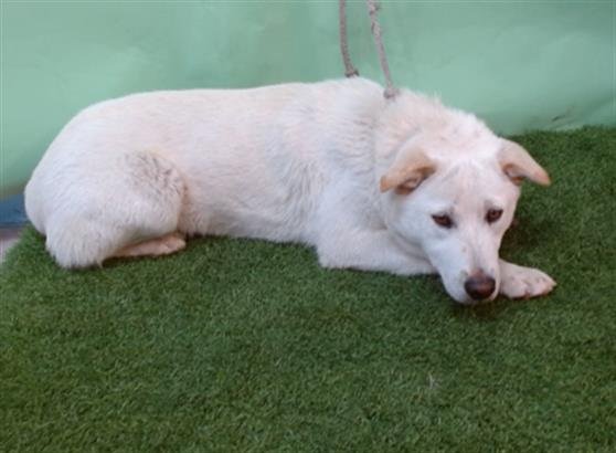 PACO - Siberian Husky / German Shepherd Dog available for adoption