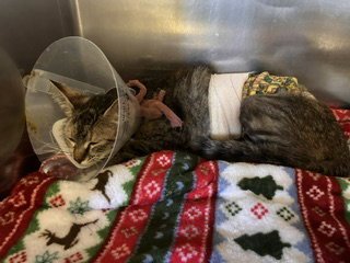 A5789452 - Domestic Short Hair available for adoption