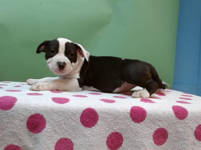 CUPCAKE - Pit Bull Terrier available for adoption