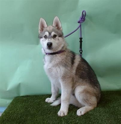 A5754308 - Siberian Husky / German Shepherd Dog available for adoption