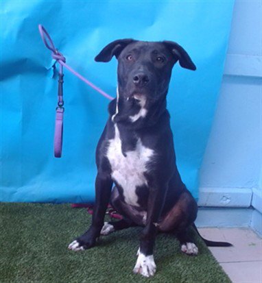 JAY JAY - Labrador Retriever / Pit Bull Terrier available for adoption
