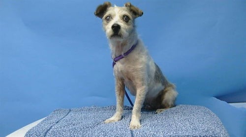PABLO - Terrier / Chihuahua available for adoption