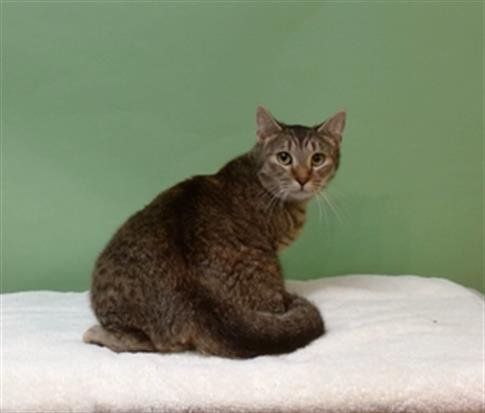 TRIXIE - Domestic Short Hair available for adoption