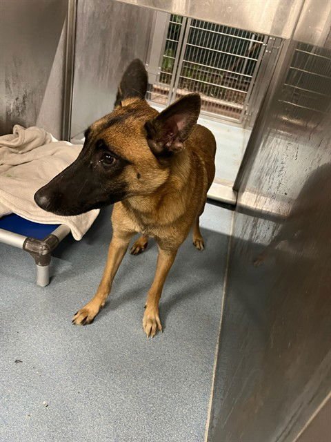 SOO - Belgian Shepherd Malinois available for adoption