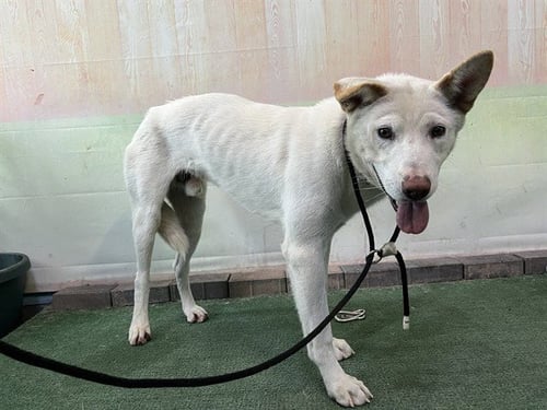 CARTER - Siberian Husky available for adoption