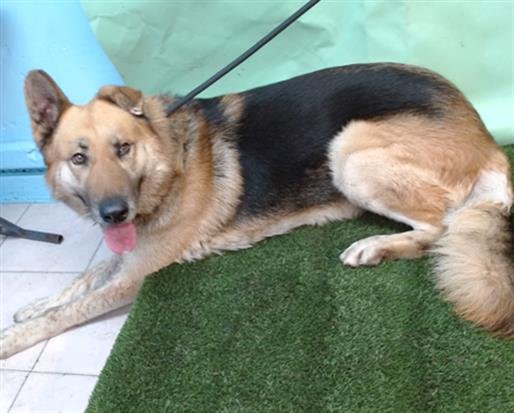ZAPP - German Shepherd Dog available for adoption