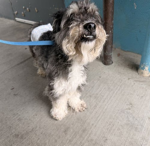 A5799606 - Miniature Schnauzer available for adoption