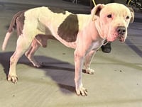BENNY - Photo 1