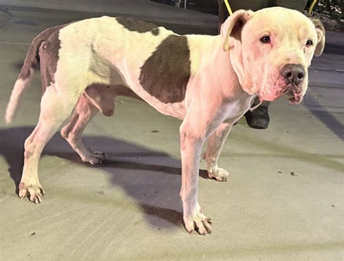 BENNY - Pit Bull Terrier available for adoption