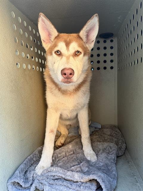 MAMI - Siberian Husky available for adoption