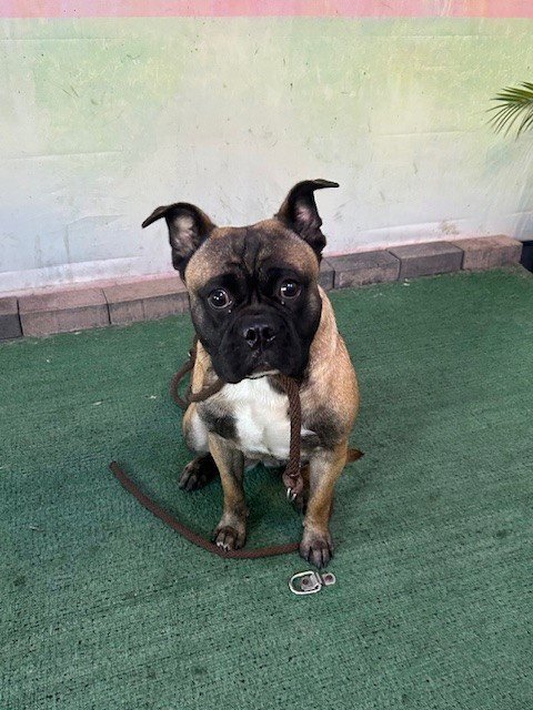 WENDY - Pug / English Bulldog available for adoption