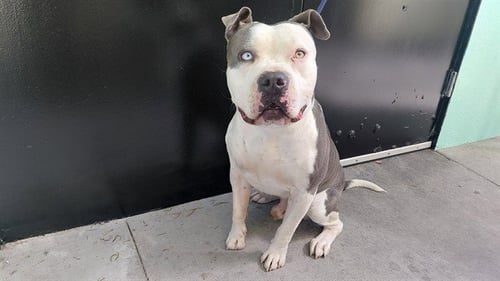 DUKE - Pit Bull Terrier available for adoption