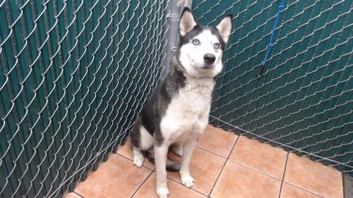 ASTRA - Siberian Husky available for adoption