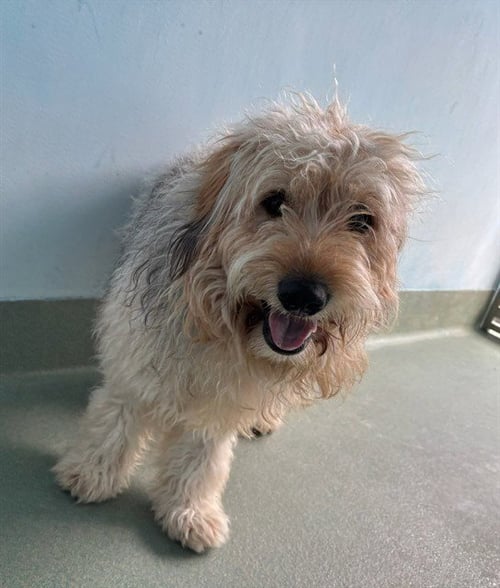 KIFF - Poodle (Miniature) available for adoption