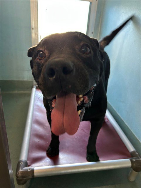 CONAN - Labrador Retriever available for adoption