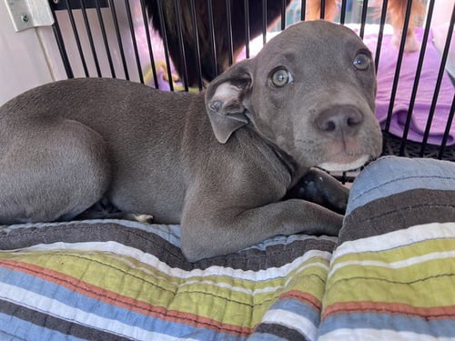 A5767988 - Pit Bull Terrier available for adoption