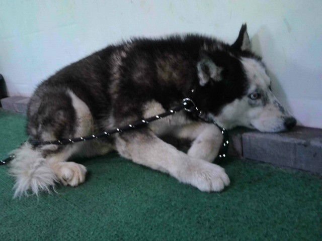 ROBIN - Siberian Husky available for adoption