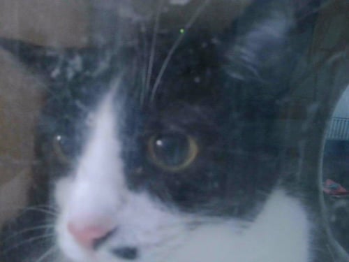 LUCY - Domestic Short Hair available for adoption