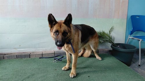 A5790361 - German Shepherd Dog available for adoption