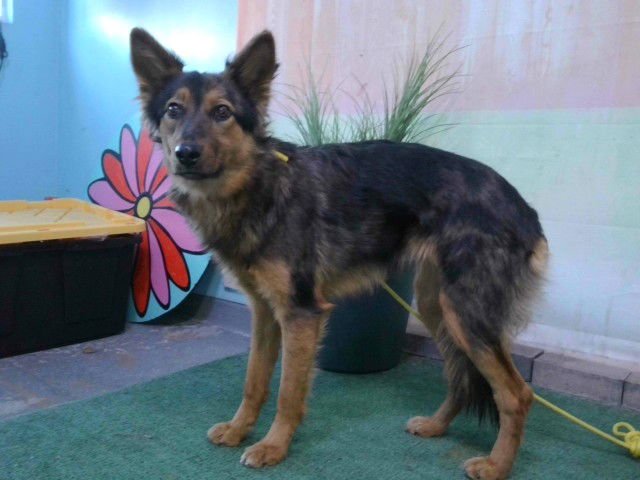 NANCY DREW - German Shepherd Dog available for adoption