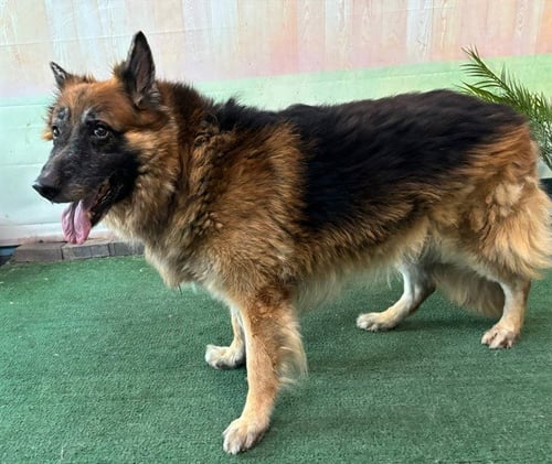 KING - German Shepherd Dog available for adoption