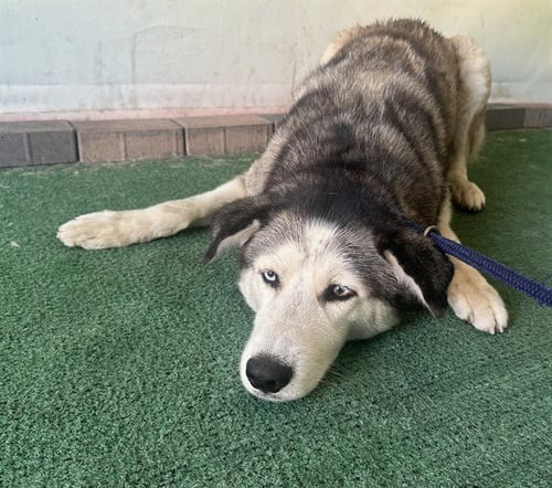 HEIDI - Siberian Husky available for adoption