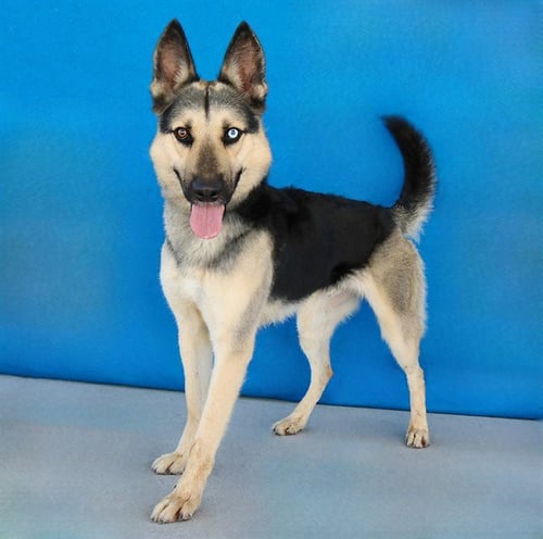 APOLO - German Shepherd Dog / Siberian Husky available for adoption