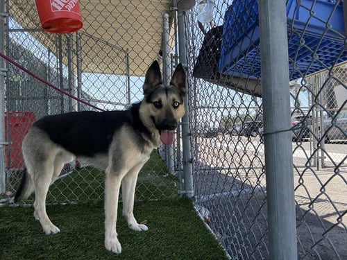 APOLO - German Shepherd Dog / Siberian Husky available for adoption