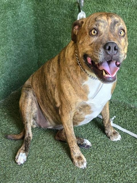 LUNA - Pit Bull Terrier available for adoption