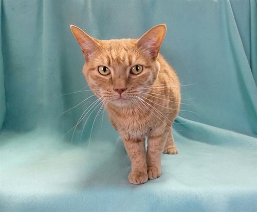 NOLA - Domestic Short Hair available for adoption