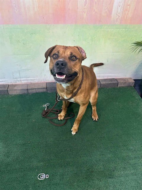 LOOGH - Pit Bull Terrier / Rottweiler available for adoption