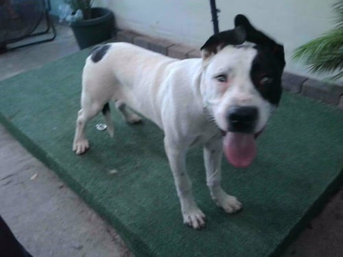 BILLIE - Pit Bull Terrier available for adoption