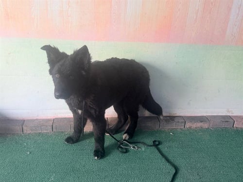 A5766145 - German Shepherd Dog available for adoption