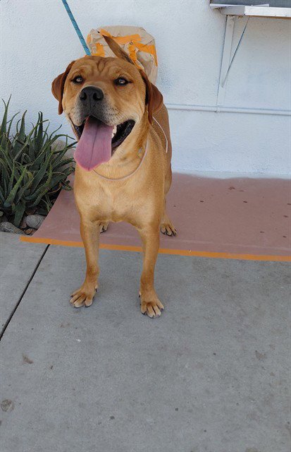 TU - Labrador Retriever available for adoption