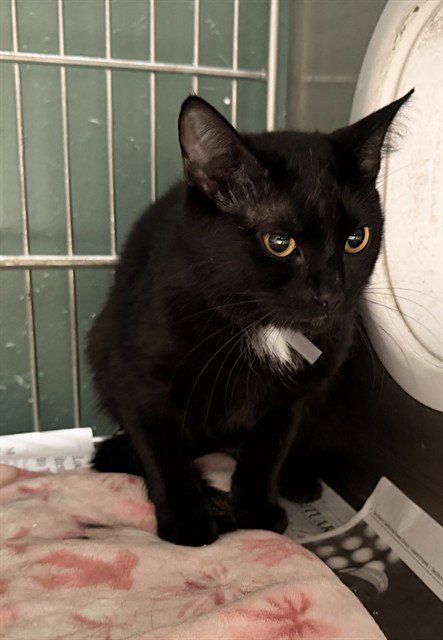 MIKASA - Domestic Short Hair available for adoption