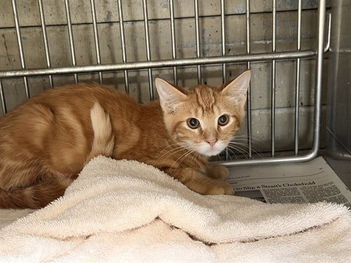 A5790766 - Domestic Short Hair available for adoption