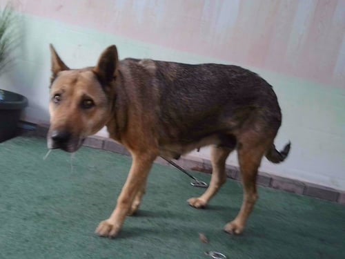 MARGARET - German Shepherd Dog available for adoption